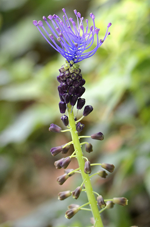 Muscari comosum